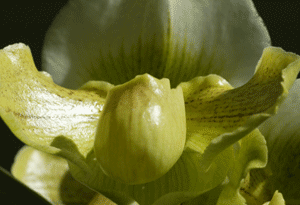 boost-belief2.gif