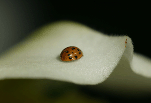 boost-compassion.gif