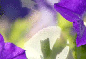 boost-devotion.gif