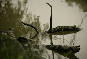 boost-fear.gif