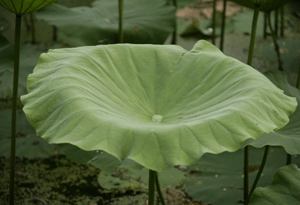 boost-permanence.gif