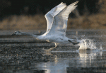 boost_image