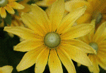 boost_image