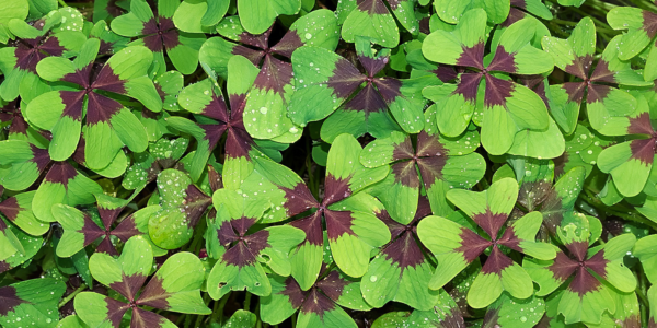 What Does Luck Have to Do with Sales?