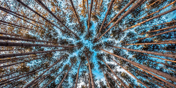 How to Scale Your Sales Organization Faster