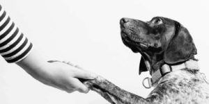 A black and white image of a person shaking the paw of a dog.