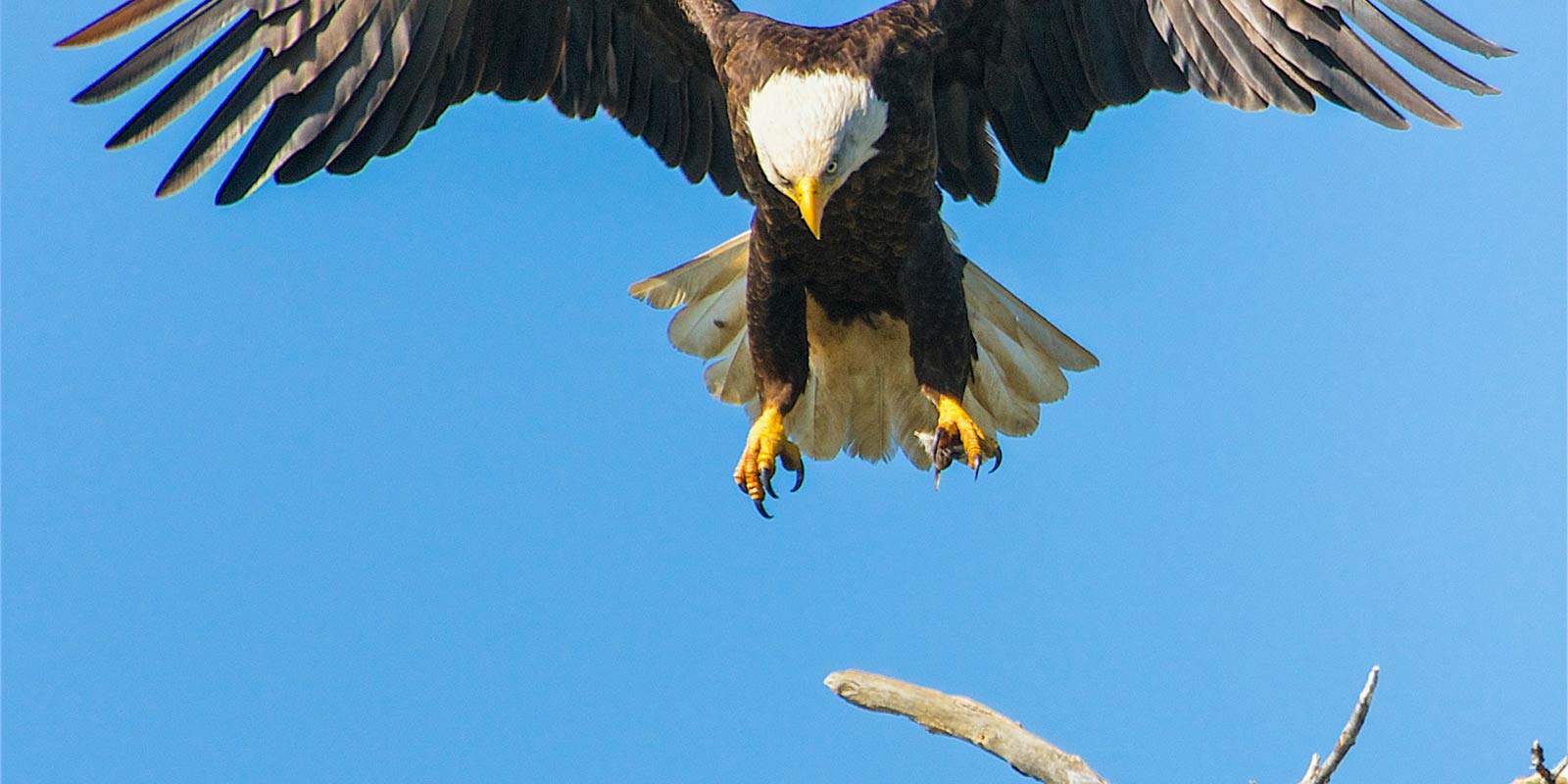 Bald Eagle flaps its wings from its nest.